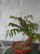 Bonsai di Glicine 50x16cm In