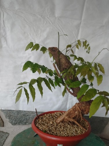 Bonsai glicine 50x16cm in - di,