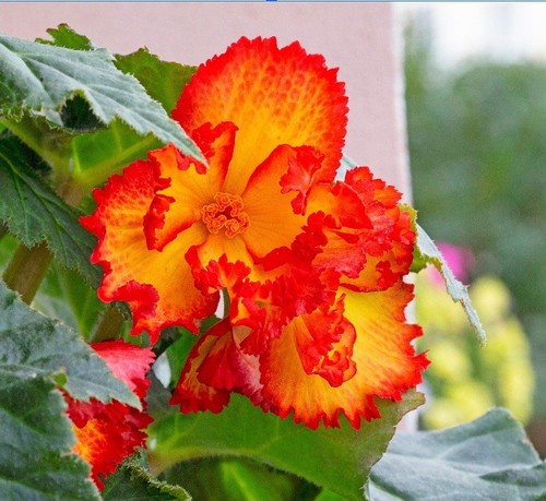 Bulbi begonia crispa - 3,