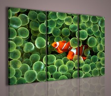 QUADRI MODERNI CLOWNFISH QUADRO MODERNO PESCE PAGLIACCIO ACQUARIO ANEMONE ARREDO