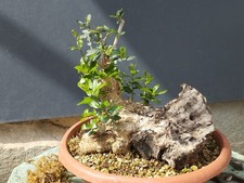 Bonsai olivastro 28x20cm - olivastro, in