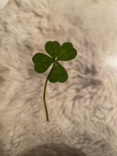 🍀RARO VERO QUADRIFOGLIO 4