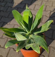 Agave attenuata grande - attenuata,