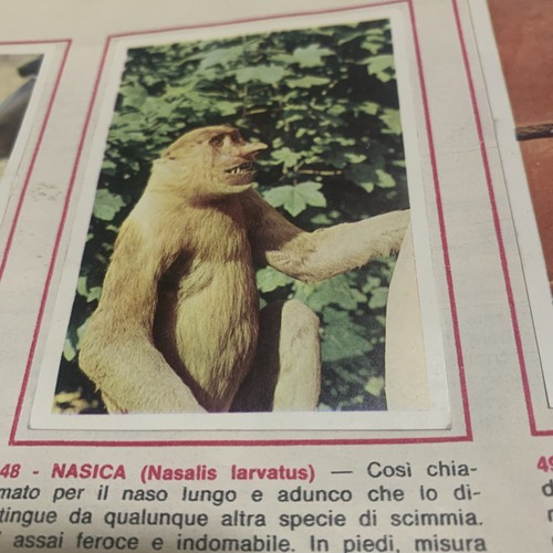 Figurina animali ed - figurina, n.