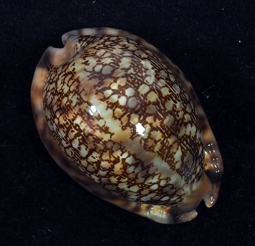 Cypraea arabica gibba - arabica,