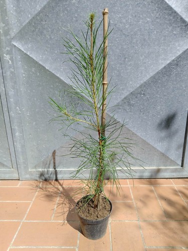 Pianta pinus pinaster pino - pinaster,