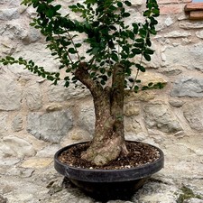 Pre bonsai ligustro