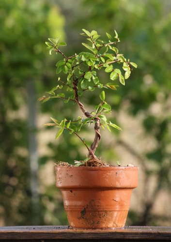Prebonsai olmo - prebonsai,