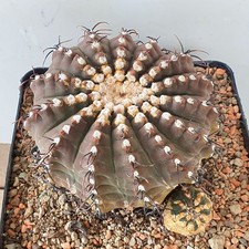 Gymnocalycium ragonesei sulle