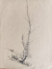 Marcello Boglione - La betulla