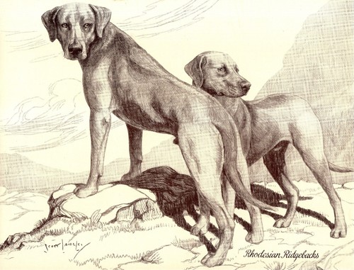 Antica stampa rhodesian - antica,