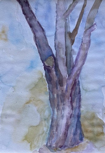 Albero solitario paesaggio - albero,