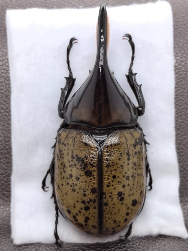 Dynastes hyllus moronii 87-8