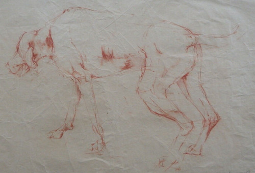 Sanguine pastello cane - , disegno