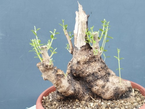 Bonsai olivastro 20x20cm - bonsai,