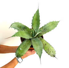 Agave bovicornuta X eborispina X americana - Agave Corno di Mucca | Pianta del Secolo