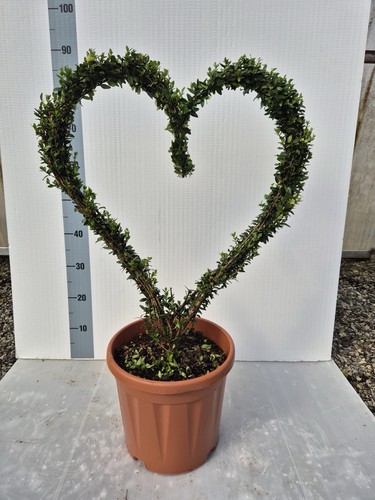 Pianta forma cuore - pianta, a
