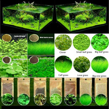 50/25g Acquario Vaso Muschio