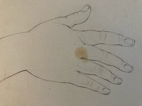 Bella disegno anatomia mine - disegno,