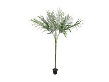 EUROPALMS Areca Deluxe - Palma