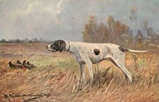 Postcard Pointer Hunting Dog