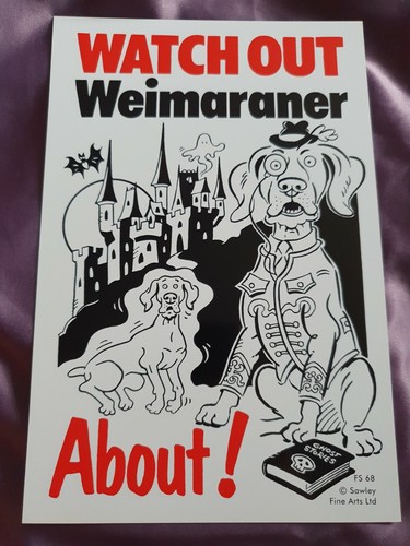 Attenzione weimaraner about - attenzione,