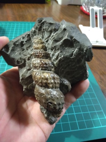 Hokkaido porokai ion ammonite - porokai,