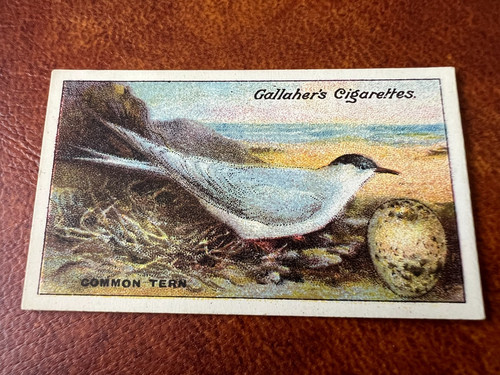 Gallaher birds nests eggs - birds,
