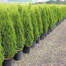 Tuia smeraldo "Thuja