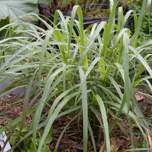 Lemongrass cymbopogon citratus - cymbopogon,