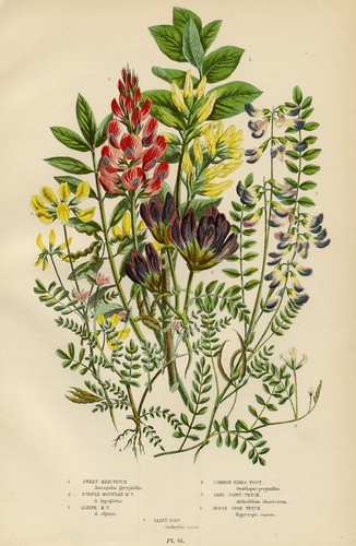 Stampa botanica antica 1899 - antica,