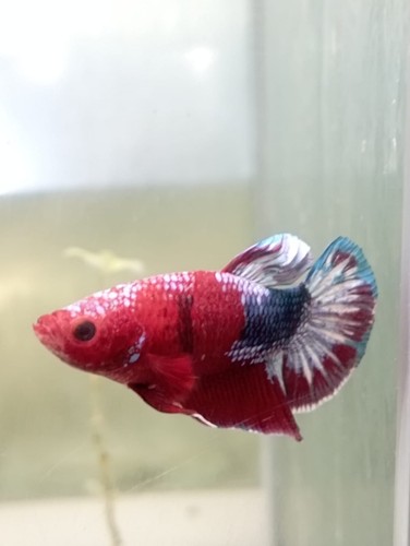 Betta plakat hellboy - plakat,