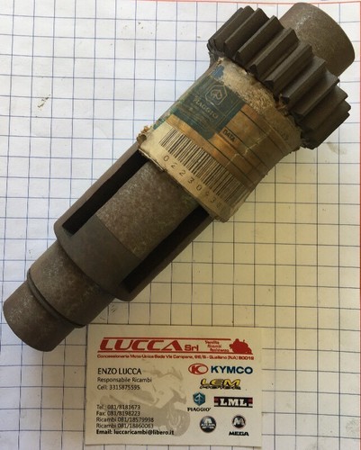 223093 albero secondario - albero,
