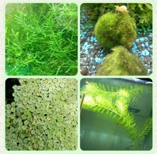 Starter Kit Piante per