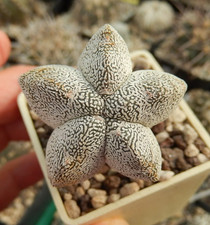 Astrophytum ibrido cv