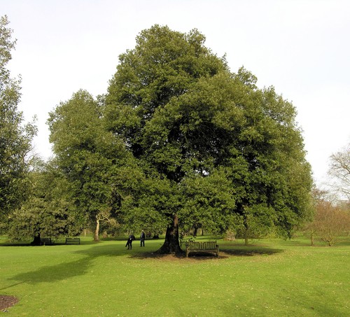 Leccio elce quercus ilex - elce, ilex"