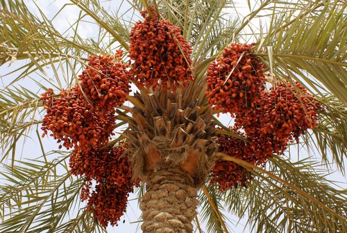 Phoenix dactylifera tunisia - dactylifera,