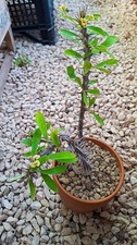 Euphorbia milii tananarivae - milii,