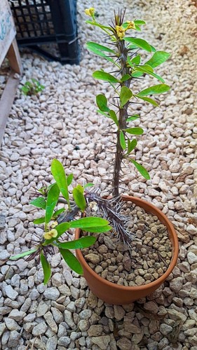 Euphorbia milii tananarivae - milii,