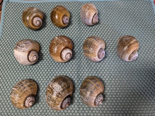 Gusci vuoti grandi 5 - gusci, 1/5"