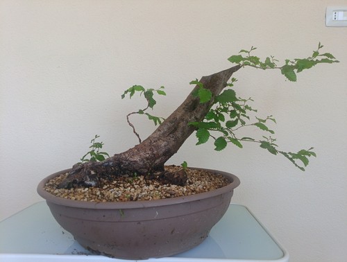 Bonsai carpino bianco presto - carpino, bianco.presto