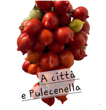 Piantine da Orto Pomodoro del