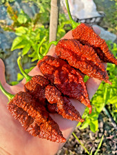 10 semi di peperoncino