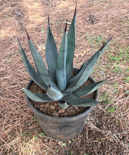 Agave nigra pianta da - -,