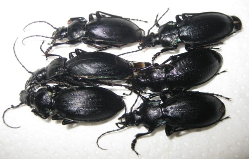 Carabidae carabus violaceus - 6,
