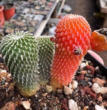 Turbinicarpus pseudopectinatus