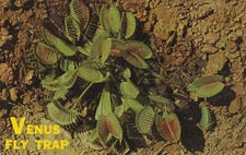 Trappola per mosche Venere, Carolina del Nord, cartolina cromata ricordo