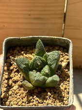 Ariocarpus fi suratus, Own Root, 4 cm, Not Copiapoa, Aztekium