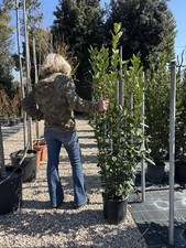 Pianta Alloro Laurus Nobilis