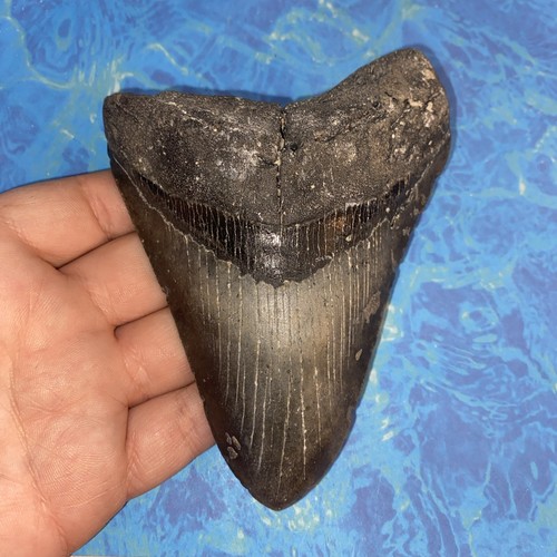 Megalodonte dente squalo - megalodonte, di